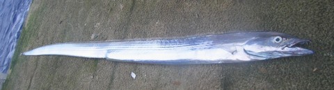 太刀魚似た魚の種類 ナガユメタチモドキの画像
