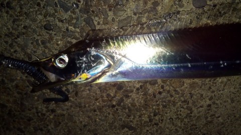 夜釣り マーズR32で釣った太刀魚
