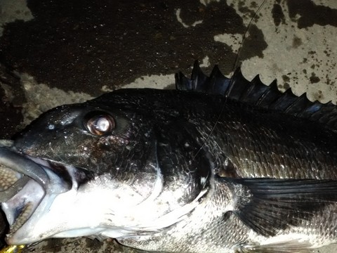 夜釣り 釣れる魚 クロダイ(チヌ)の画像