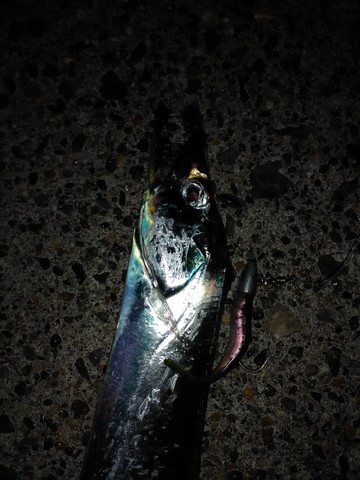 夜釣り 釣れる魚 太刀魚