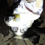 カマス 締め方と捌き方 海水魚の種類と釣り方