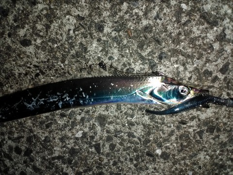 マーズR32で釣った太刀魚