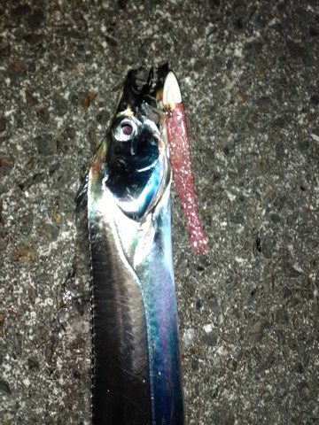 和歌山の太刀魚ポイント で釣った太刀魚