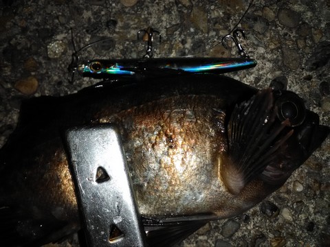 根魚(ロックフィッシュ)の種類　プラグで釣れたメバルの画像2