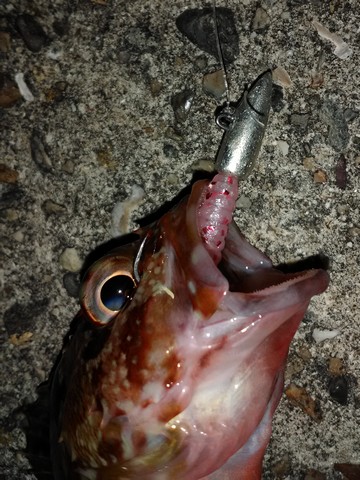 夜釣り アジングワームで釣れた カサゴ
