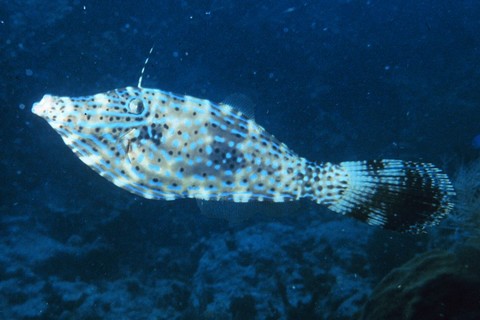 釣り毒魚 ソウシハギの写真画像