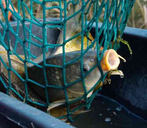 網に入れられた鯉