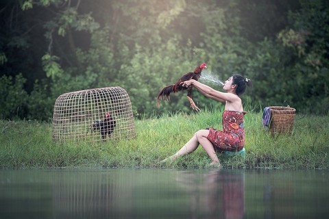 川辺の女性と鶏