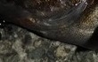 メバルの締め方　鰓の下のやわらかい部分