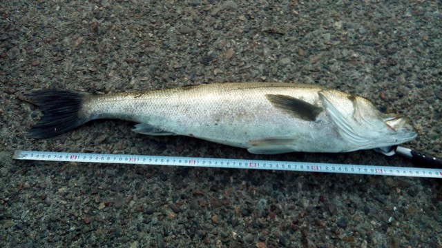 60数センチ 出世魚としてスズキと呼ばれる個体