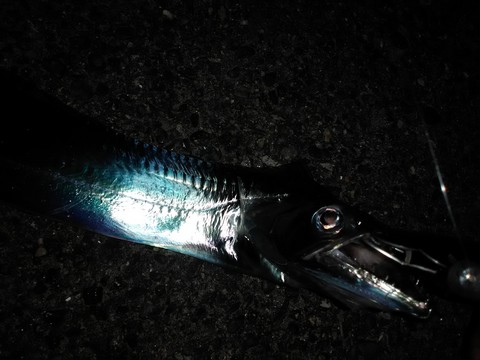 夜釣り 太刀魚の画像