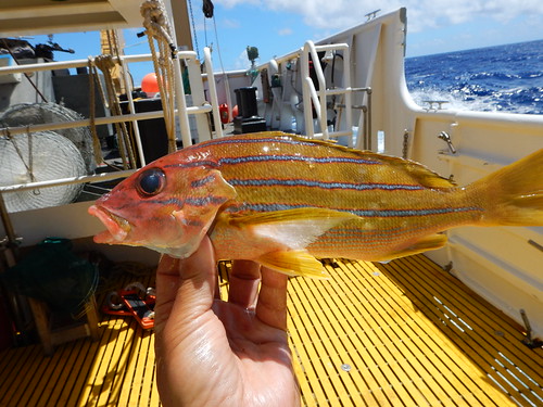 黄色い 魚 一覧 海水魚の種類と釣り方