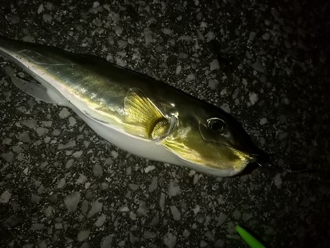 夜釣りで釣れた フグ