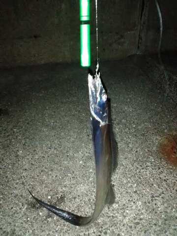 電気ウキ餌釣り 太刀魚の画像